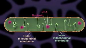 Pearling in mitochondria