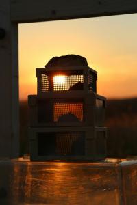 Mouse-Eared Bat Sunset