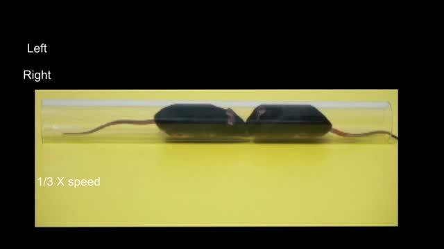 A Neural Switch for Becoming Alpha Male (1 of 2)