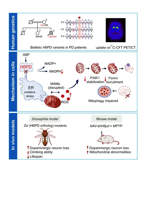 H6PD Biallelic Variants Inducing Parkinson’s Disease via Disruption of ER-Mitochondria Contact