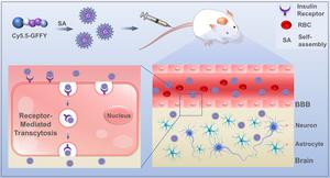 does tirzepatide cross the blood brain barrier A peptide that can cross the blood-brain barrier