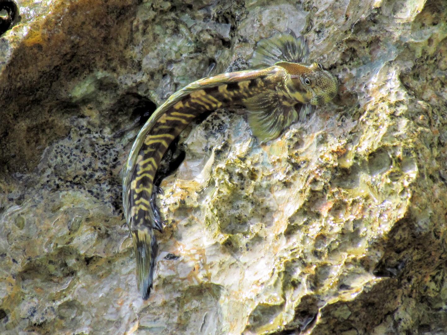 A Blenny from Guam