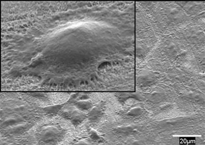 Nanobone Cells