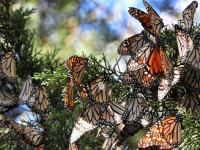 Monarch Butterflies