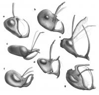 Haidomyrmecine Hell Ants