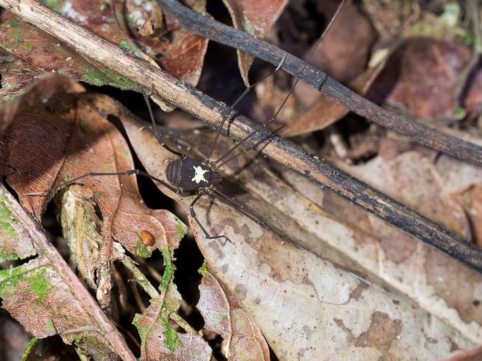 Harvestman Vononana adrik