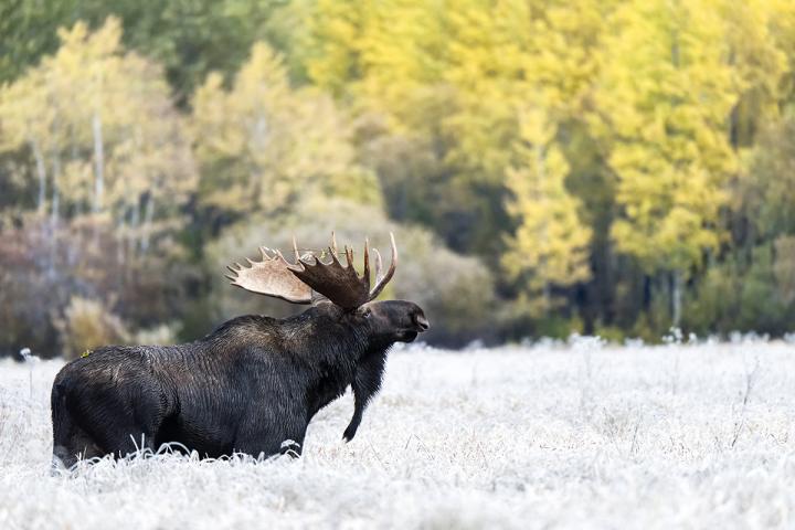 British Columbia Models Wildlife (1 of 3)