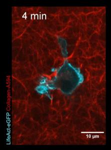 Immune cell movement.