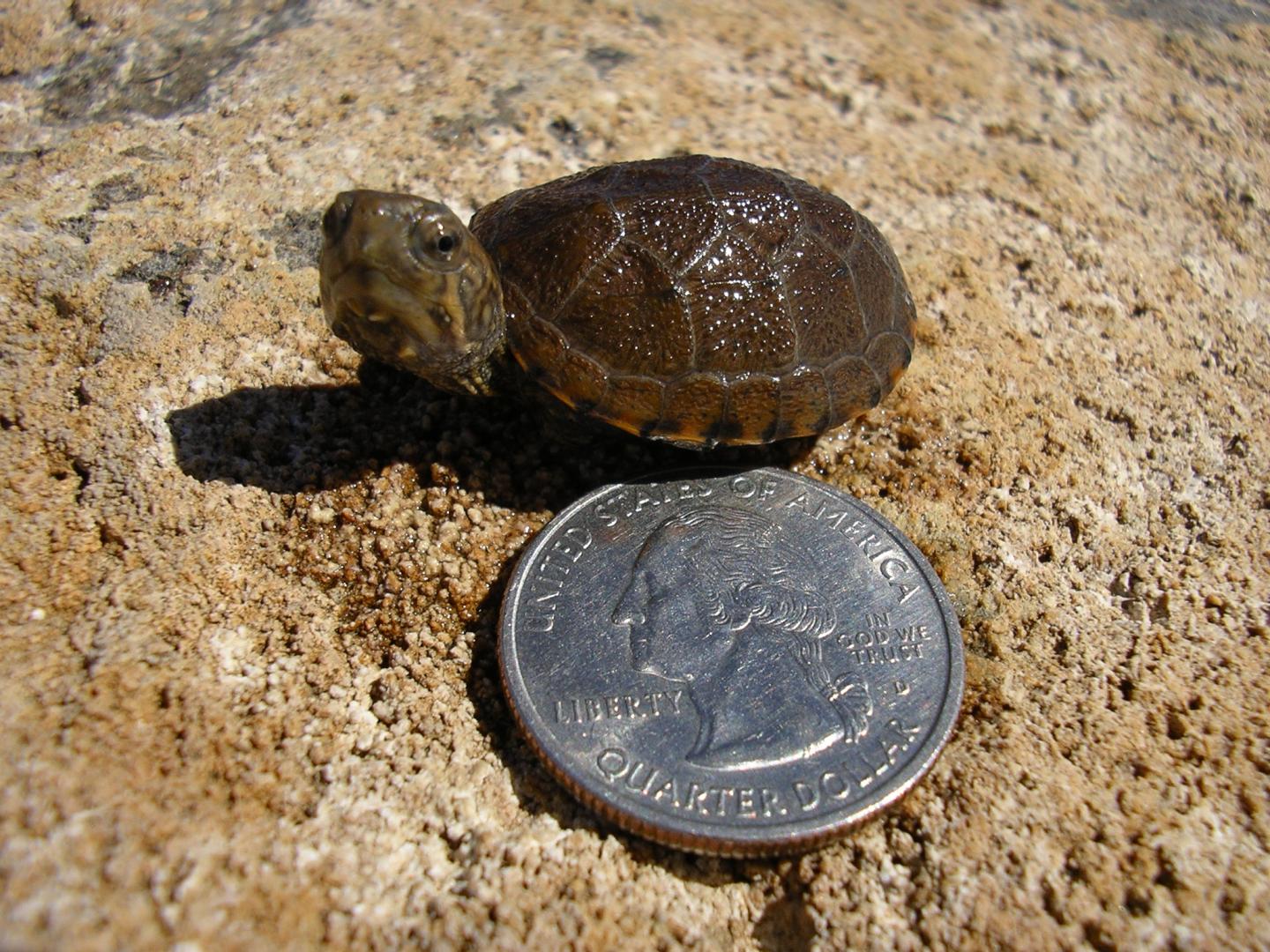 Hatchling