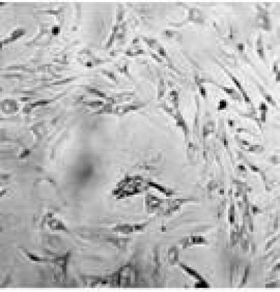 Formation of Cells