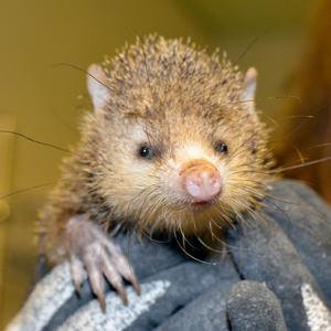 Fig. 1: The Team analyzed the genes of the tenrec (an early placental mammal) …