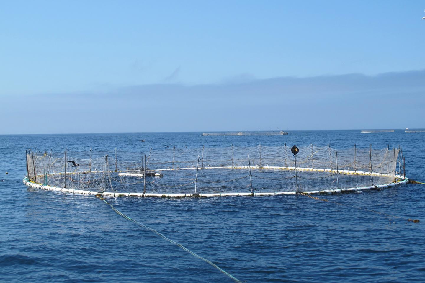 Aquaculture