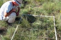 Species Counting
