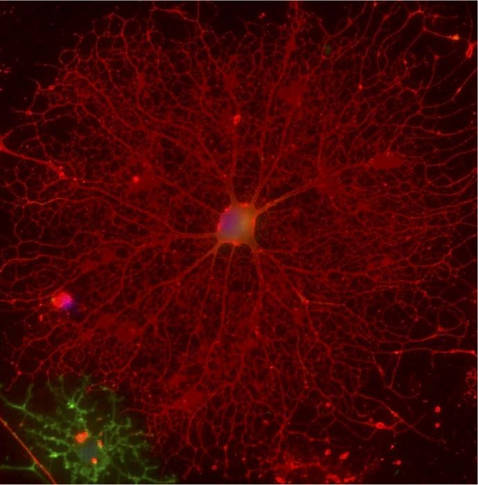 Oligodendrocytes cultured on laminin-411