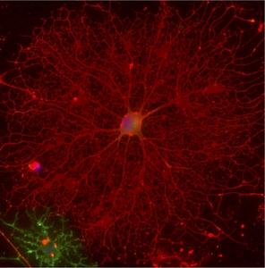 Oligodendrocytes cultured on laminin-411