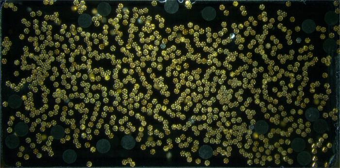 Magnetic Microrobot Swarms