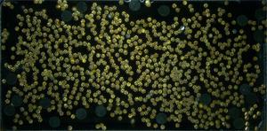 Magnetic Microrobot Swarms