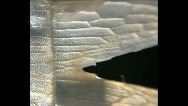 Arapaima Gigas Scale Fracture Toughness Test