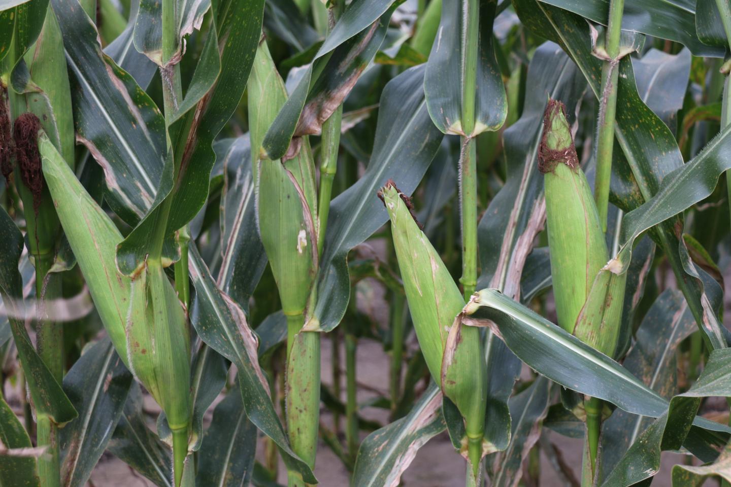 Ears of Corn