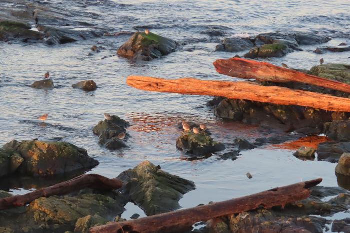 Drift logs in intertidal zone