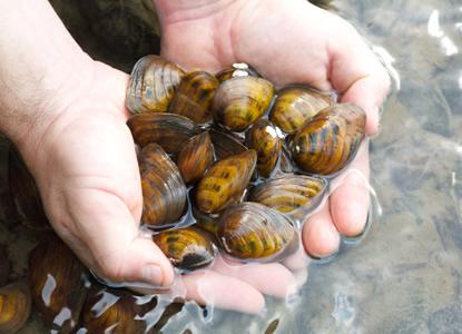 Mussels