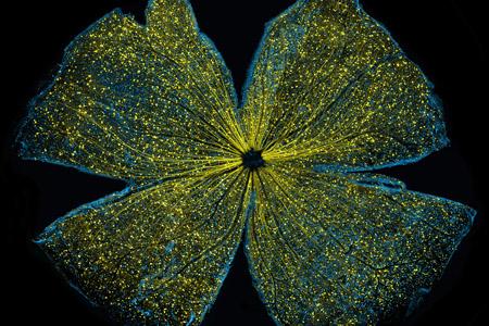NCMIR at UC San Diego NIH Award Winner