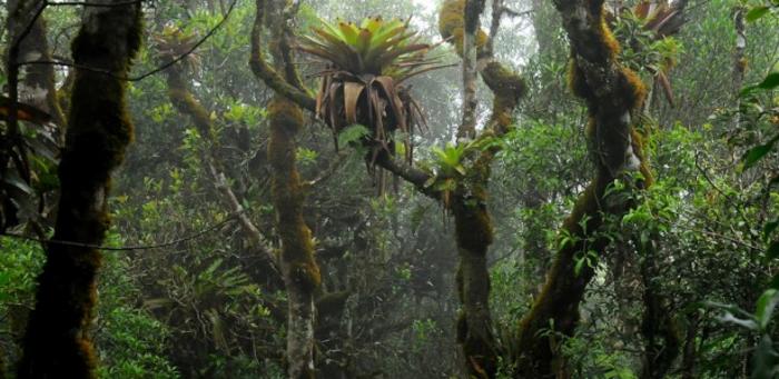Bromeliads promote plant diversity in the forest by enriching the soil with nutrients