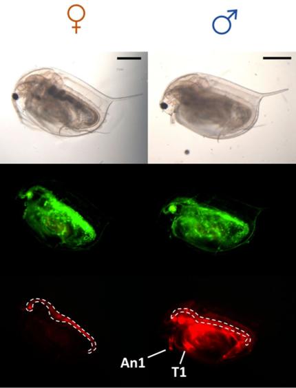 【ラプンツェル様用】ATAVISM / PUTREFIED GENITALIA ラプンツェル様用】ATAVISM / PUTREFIED GENITALIA Gender roles