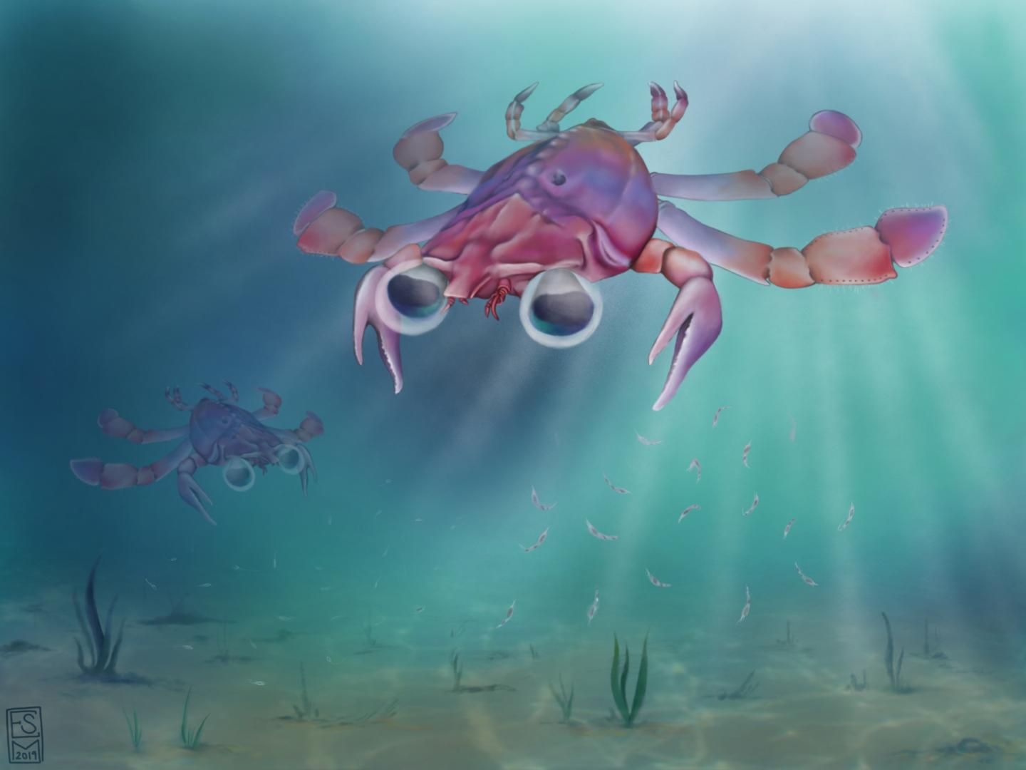 A Swimming Beautiful Chimera