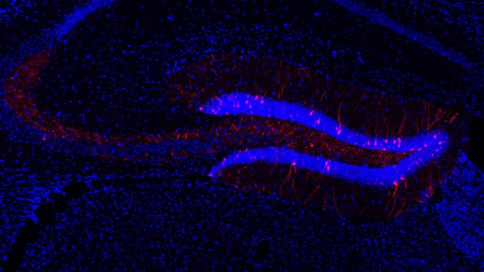 memory engram cells