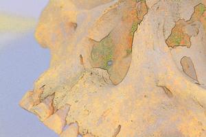 Skeleton that yielded a M. lepromatosis genome