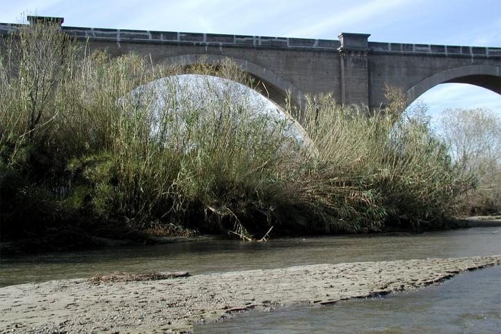 Giant Reed (<i>Arundo donax</i>)