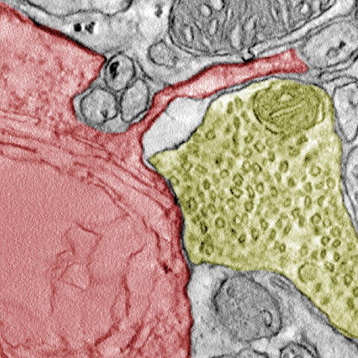 cancer cell and neuronal terminal