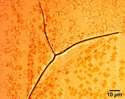 Optical Micrograph of Graphene Domains Formed across Grain Boundaries