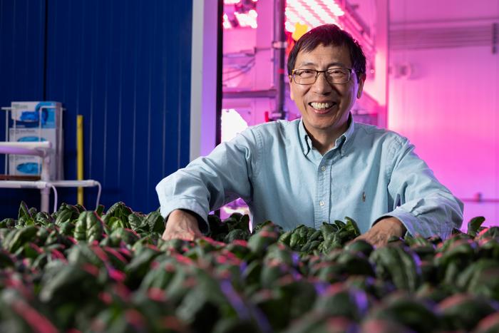 Ainong Shi-hydroponic spinach