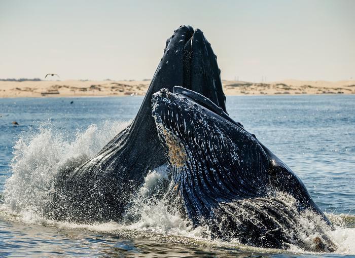 Photo 1 -- Whales