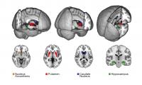 Your Brain on Video Games