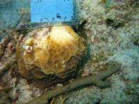 Bleached Coral