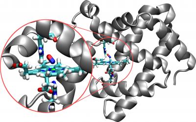 Structure of the Protein Myoglobin