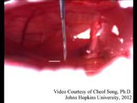 SMART Surgical Tool in Chicken Embryo