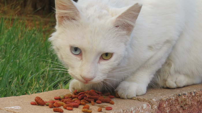 Stray Cats 2