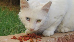 Stray Cats 2