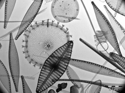 Southern Hemisphere Phytoplankton Communities