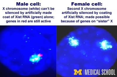 X Chromosome Silencing Experiment