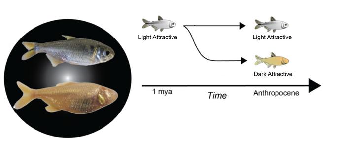 Cavefish Illuminate Brain Evolution