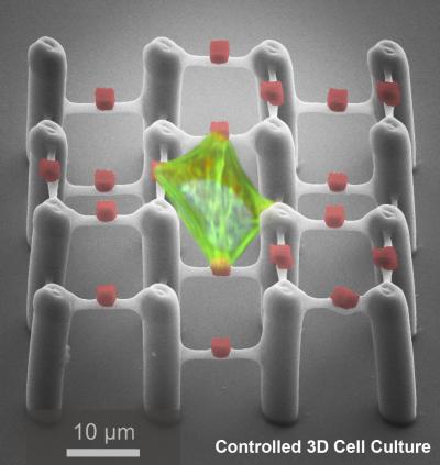 Polymer Scaffold