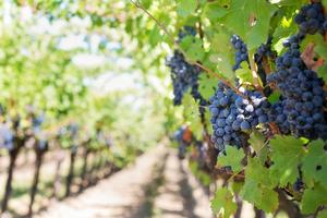 Tracing the emergence of domesticated grapevine in Italy