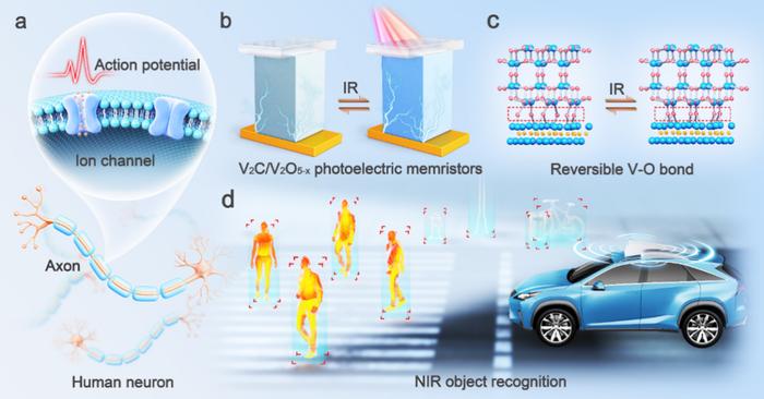 Schematic illustration of a 2D vanadium carbide/oxide heterostructure-based artificial sensory neuron for multi-color near-infrared object recognition