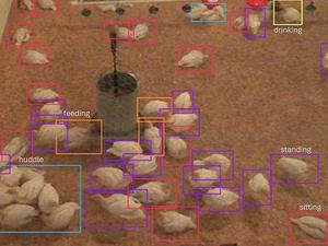 video image of turkeys in a pen