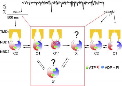 CFTR Functionality
